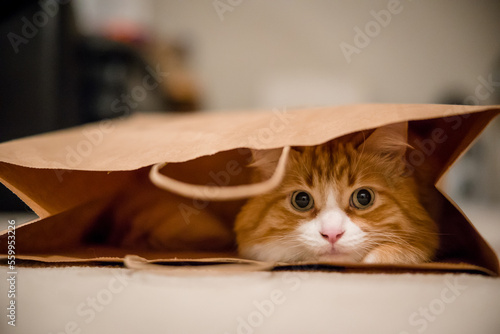Cute orange tabby cat playing in paper bag