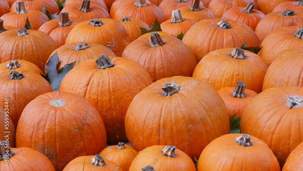 Pumpkin harvest. A huge number of various pumpkins on the field in the autumn rays of the setting sun. Orange Pumpkins of various shapes and sizes. Halloween preparation Pumpkin harvest. A huge number of various pumpkins on the field in the autumn rays of the setting sun. Orange Pumpkins of various shapes and sizes. Halloween preparation