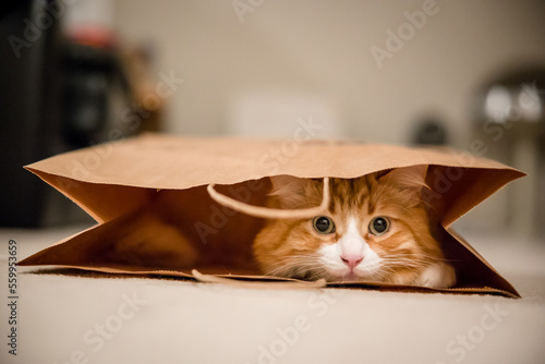 Fotografie Cute orange tabby cat playing in paper bag