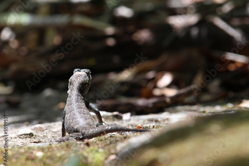 Fotografia lizard on the rock