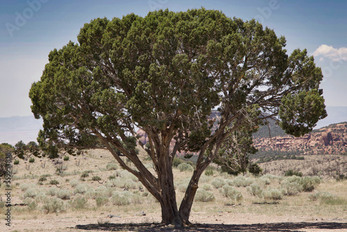 Desert Utah Juniper