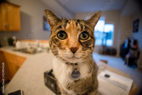 Calico cat close up portrait