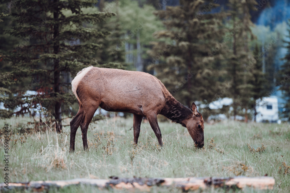 Elk in Jasper