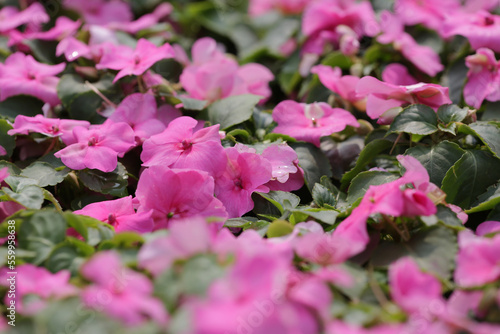 an impatiens walleriana flowers with green leaf. photo