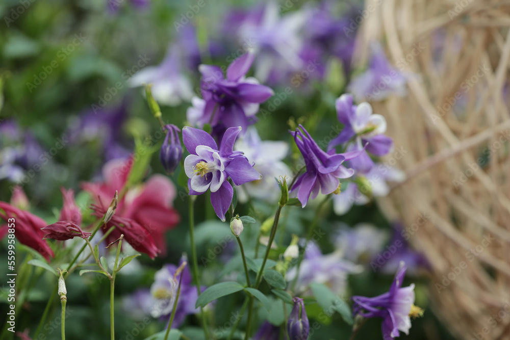 a nature concept, the flower at the garden a nature concept, the flower at the garden