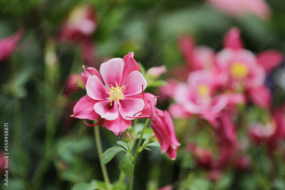 pink flower in the garden., Sunshine and Beauty pink flower in the garden., Sunshine and Beauty