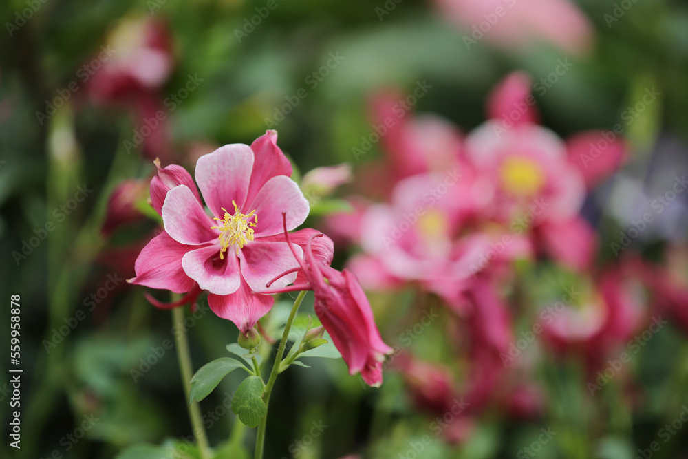 pink flower in the garden., Sunshine and Beauty pink flower in the garden., Sunshine and Beauty