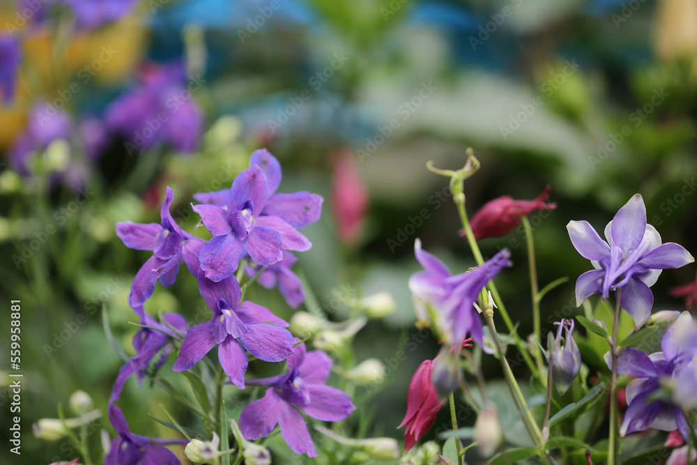 a nature concept, the flower at the garden a nature concept, the flower at the garden