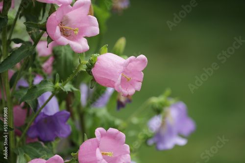 Fototapeta Naklejka Na Ścianę i Meble -  the Antirrhinum, majus, flowering snapdragon plant with blossoms