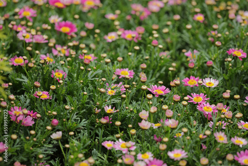 a daisy flowers on back ground of the season landscape.