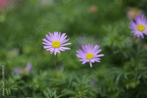 a daisy flowers on back ground of the season landscape.