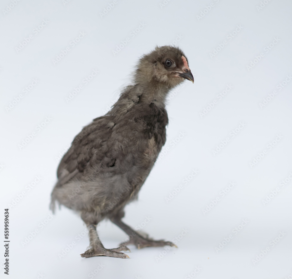 Obraz premium Brown color of little chick standing on a white background.