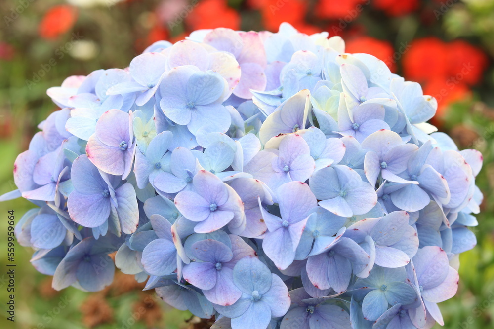 Macro shot of a beautiful blue flower blooming in spring with beauty and nature. Macro shot of a beautiful blue flower blooming in spring with beauty and nature.