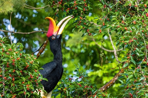 The Rhinoceros Hornbill (Buceros rhinoceros) has a prominent golden-yellow horn, called a casque, on the top of its beak