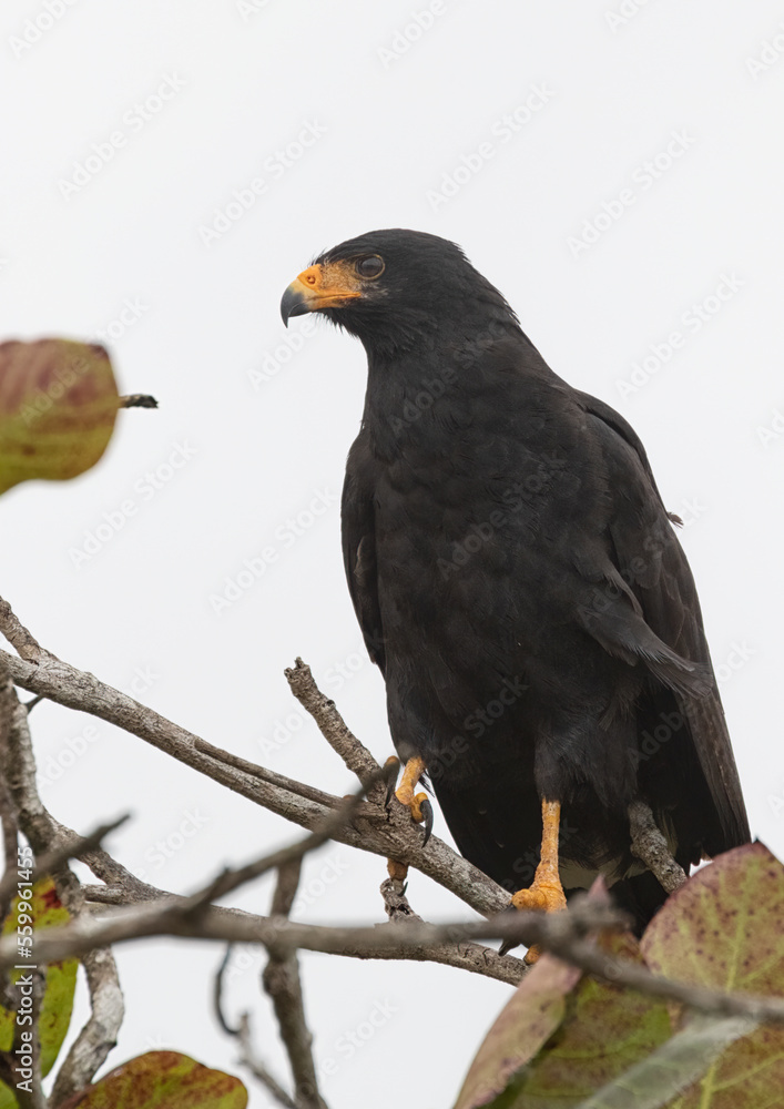 The mangrove Black-hawk (Buteogallus subtilis) The mangrove Black-hawk (Buteogallus subtilis)