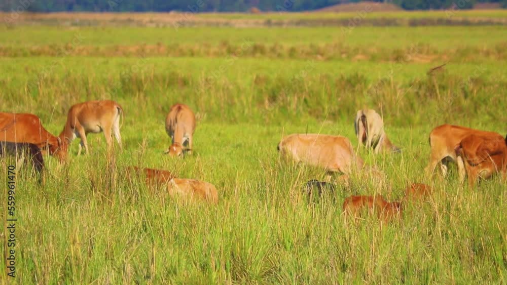 Flock of brown cows grazing in grassland of Bangladesh, handheld Flock of brown cows grazing in grassland of Bangladesh, handheld