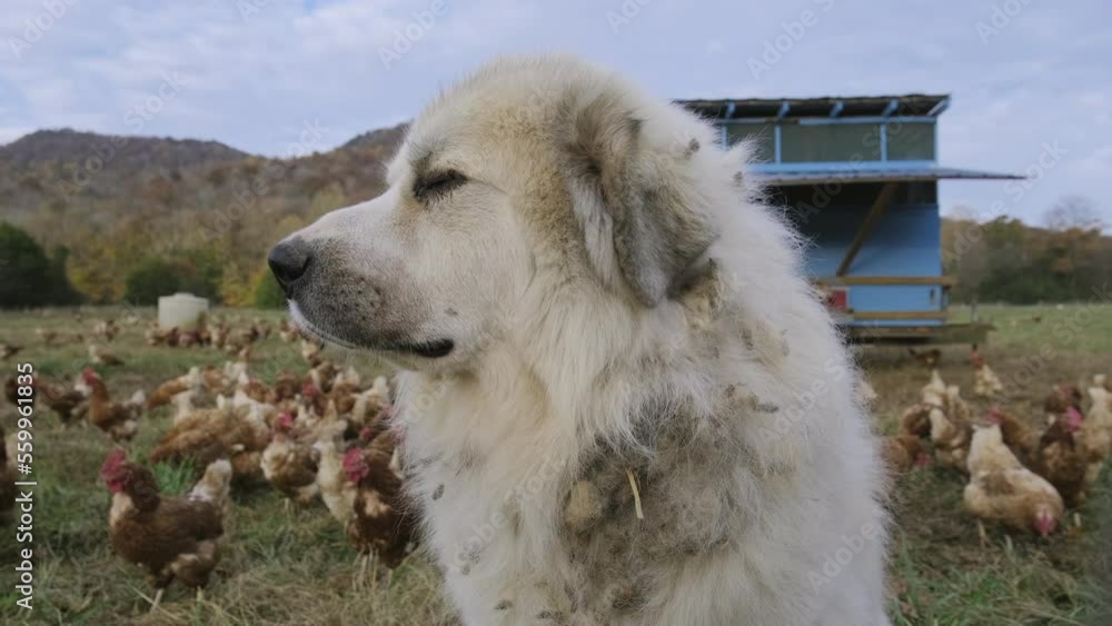 Close up of a white guard dog on a farm with chickens behind it. Close up of a white guard dog on a farm with chickens behind it.