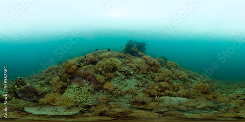 Coral Reef Fish Scene. Tropical underwater sea fish. Colourful tropical coral reef. Philippines. 360 panorama VR © Alex Traveler