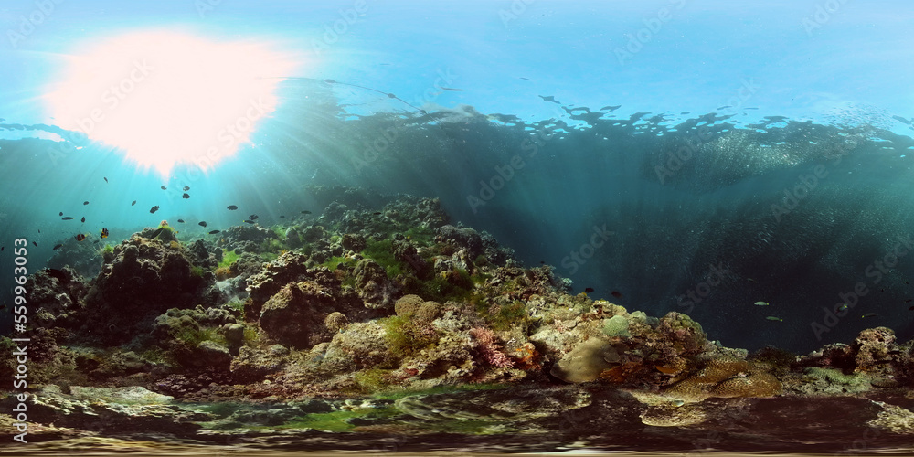 Sealife, Diving near a coral reef. Beautiful colorful tropical fish on the lively coral reefs underwater. Philippines. 360 panorama VR