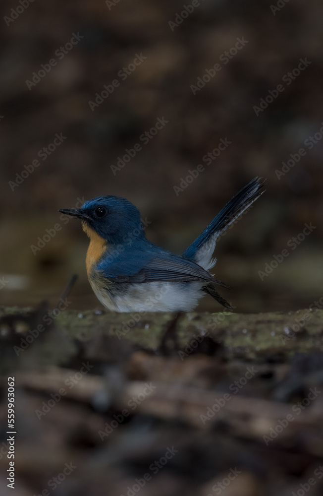 Blue-throated Blue Flycatcher Orange breast, white belly, dark blue neck or just a little concave The chest flanks are brownish-orange, the belly white, the head and the upper body darker blue.