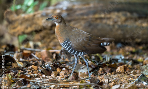 Slaty-legged Crake The mouth is thicker and longer. wings without stripes Gray shins and feet The wings and back are darker brown.