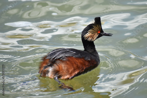 A Black-necked grebe taking a swim