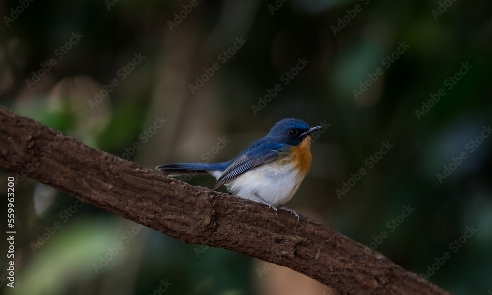 Blue-throated Blue Flycatcher Orange breast, white belly, dark blue neck or just a little concave The chest flanks are brownish-orange, the belly white, the head and the upper body darker blue.