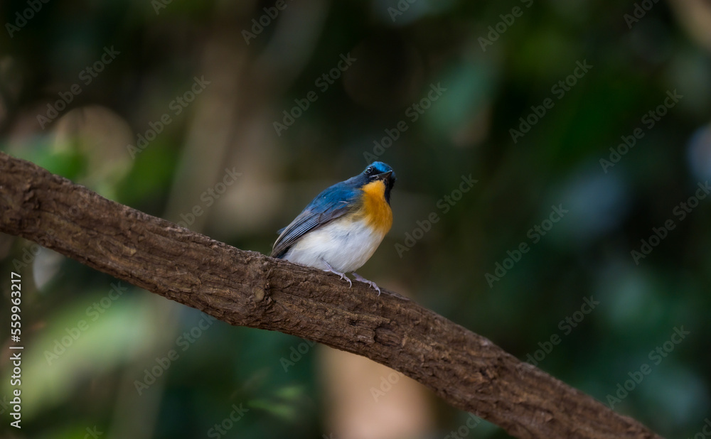 Blue-throated Blue Flycatcher Orange breast, white belly, dark blue neck or just a little concave The chest flanks are brownish-orange, the belly white, the head and the upper body darker blue.