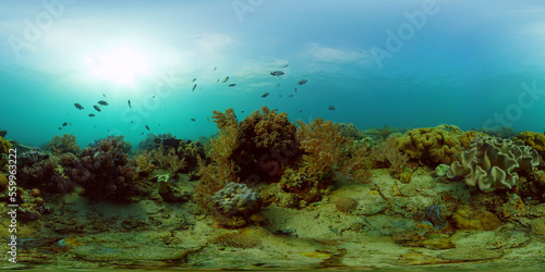 Fototapeta Naklejka Na Ścianę i Meble -  Marine life sea world. Underwater fish reef marine. Tropical colourful underwater seas. Philippines. 360 panorama VR