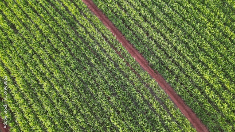 Sugar cane hasvest plantation aerial. Aerial top view of a agriculture fields. Sugar Cane farm. Sugar cane fields view from the sky. Cana-de-açúcar produzindo energia renovável. Etanol. 4K. Sugar cane hasvest plantation aerial. Aerial top view of a agriculture fields. Sugar Cane farm. Sugar cane fields view from the sky. Cana-de-açúcar produzindo energia renovável. Etanol. 4K.