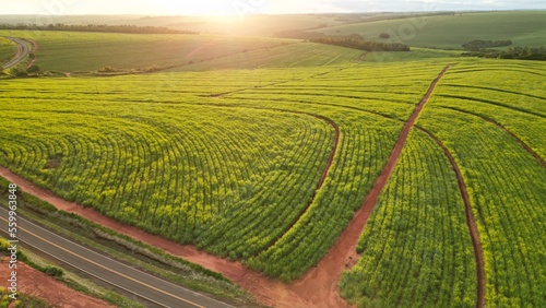 Sugar cane hasvest plantation aerial. Aerial top view of a agriculture fields. Sugar Cane farm. Sugar cane fields view from the sky. Cana-de-açúcar produzindo energia renovável. Etanol. 4K.