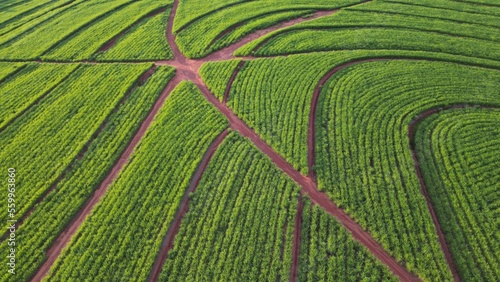 Sugar cane hasvest plantation aerial. Aerial top view of a agriculture fields. Sugar Cane farm. Sugar cane fields view from the sky. Cana-de-açúcar produzindo energia renovável. Etanol. 4K.