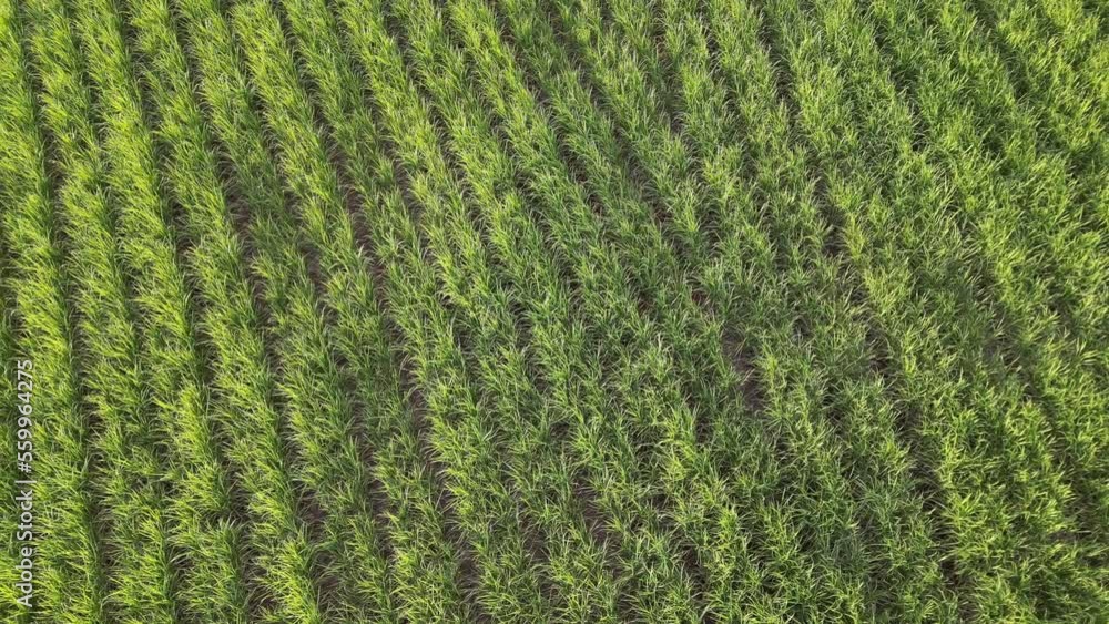 Sugar cane hasvest plantation aerial. Aerial top view of a agriculture fields. Sugar Cane farm. Sugar cane fields view from the sky. Cana-de-açúcar produzindo energia renovável. Etanol. 4K. Sugar cane hasvest plantation aerial. Aerial top view of a agriculture fields. Sugar Cane farm. Sugar cane fields view from the sky. Cana-de-açúcar produzindo energia renovável. Etanol. 4K.