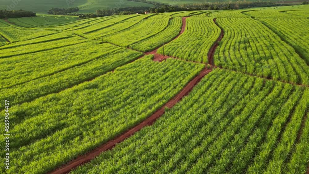 Sugar cane hasvest plantation aerial. Aerial top view of a agriculture fields. Sugar Cane farm. Sugar cane fields view from the sky. Cana-de-açúcar produzindo energia renovável. Etanol. 4K. Sugar cane hasvest plantation aerial. Aerial top view of a agriculture fields. Sugar Cane farm. Sugar cane fields view from the sky. Cana-de-açúcar produzindo energia renovável. Etanol. 4K.
