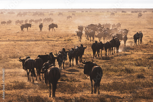 Early Morning Herding of Wildebeest From Tanzania's Great Migration   photo