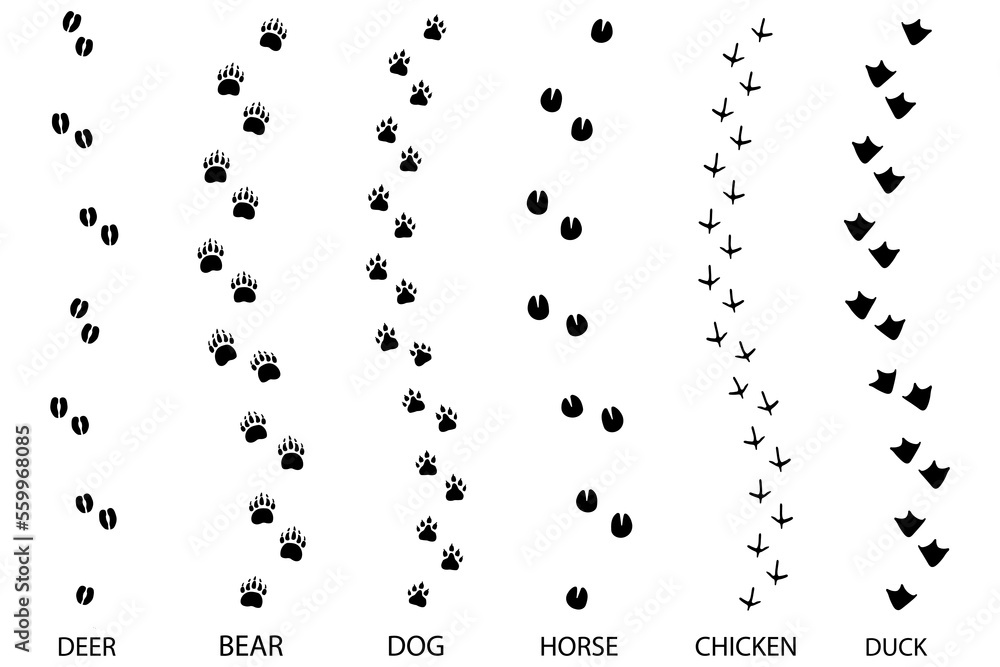 Obraz premium different footprint traces. footprint step traces animals. Vector illustration.