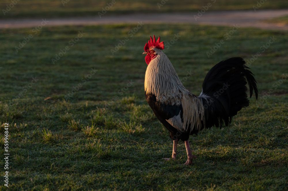 Rooster at Sunrise