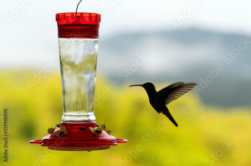 Amazilia hummingbird (Amazilis amazilia) flying by a nectar feeder, Mindo cloud forest, Ecuador.
