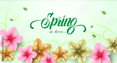 Spring text vector background design. Spring is here greeting typography in empty space with cherry blossoms flower elements for season  background. Vector Illustration. 
