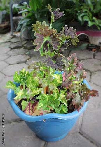 variety of Coleus in one pot