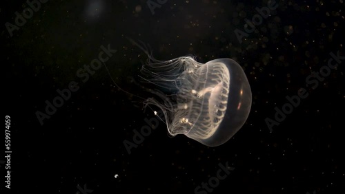 vertical video of a beautiful white jellyfish swimming on a black background