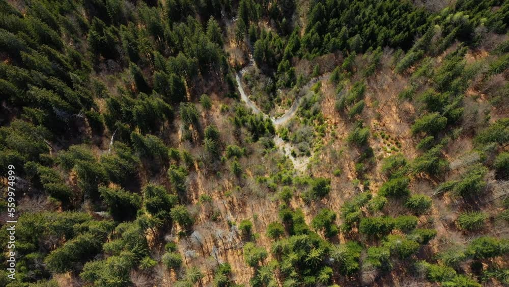 The forest seen from above in the Mont Blanc massif in Europe, France, the Alps, towards Chamonix, in spring, on a sunny day. The forest seen from above in the Mont Blanc massif in Europe, France, the Alps, towards Chamonix, in spring, on a sunny day.