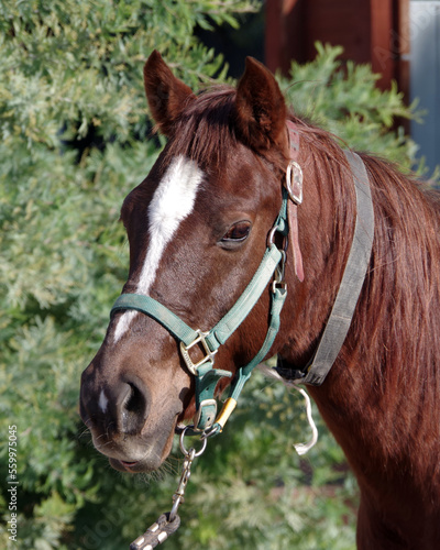 Portrait of a chestnut colored male horse