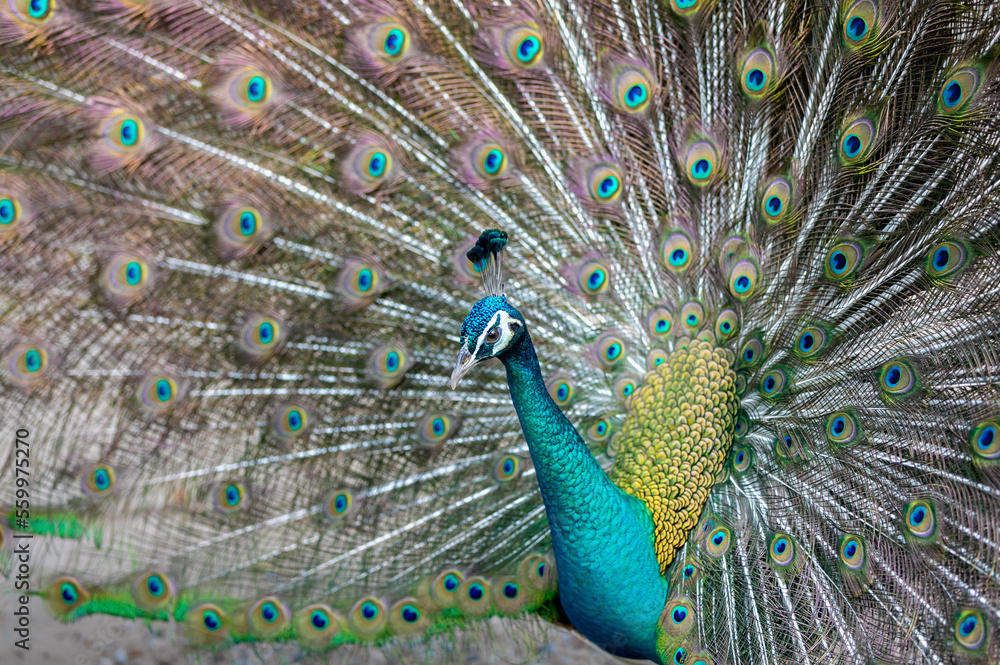 Naklejka premium Indian male peacock. Peacock shows its colorful plumage