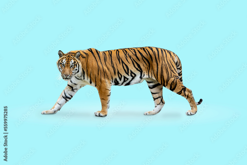 Obraz premium royal tiger (P. t. corbetti) isolated on blue background clipping path included. The tiger is staring at its prey. Hunter concept.