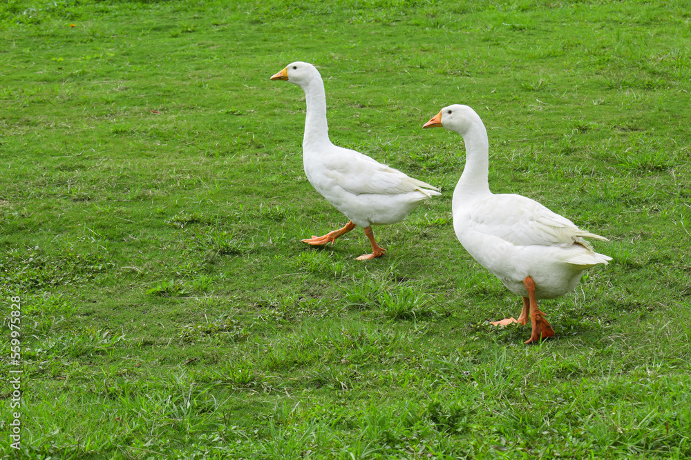 Two white domestic goose. White goose standing on the green grass on the farm Two white domestic goose. White goose standing on the green grass on the farm