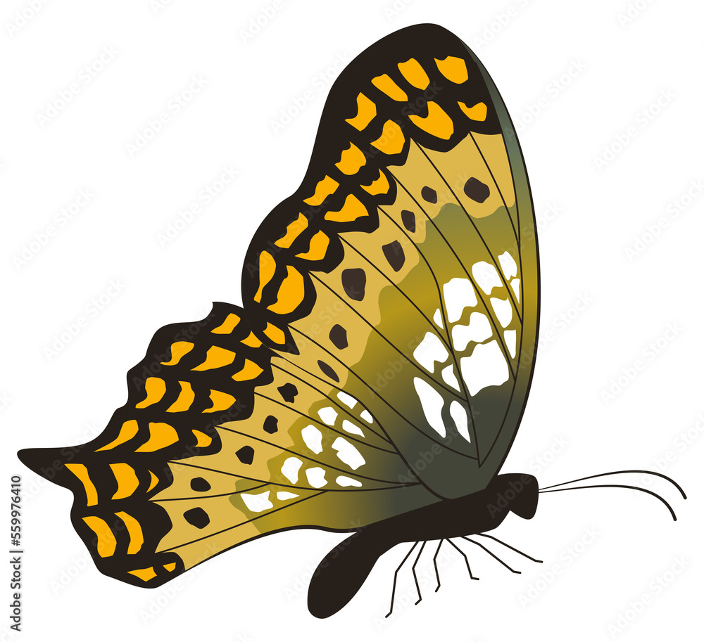 butterfly with perch position on transparent background. butterfly with perch position on transparent background.
