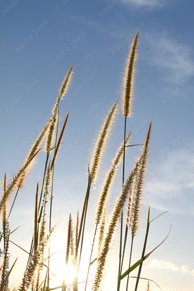 Reed flower 4 Reed flower 4