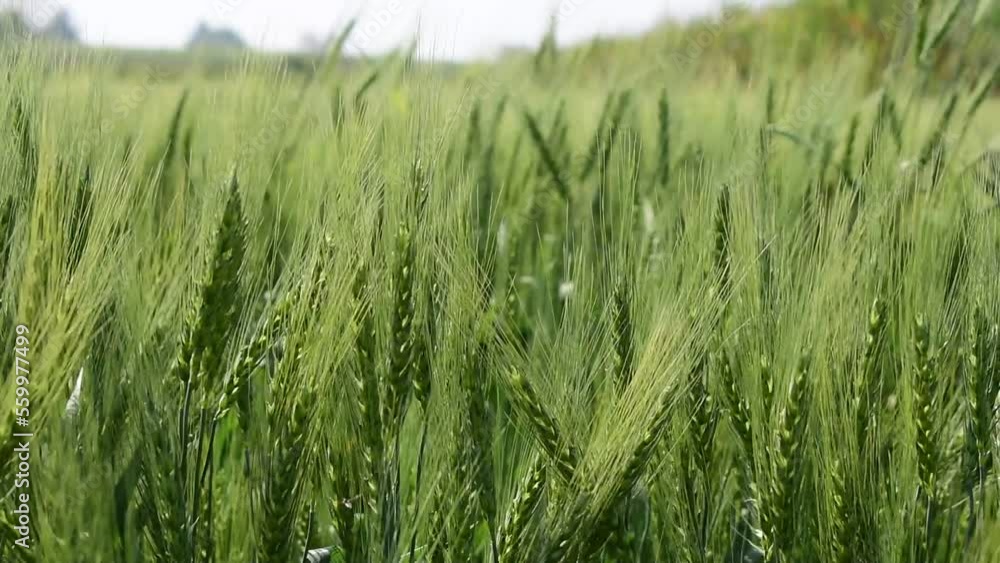 The green wheat in the field is swaying in the wind The green wheat in the field is swaying in the wind