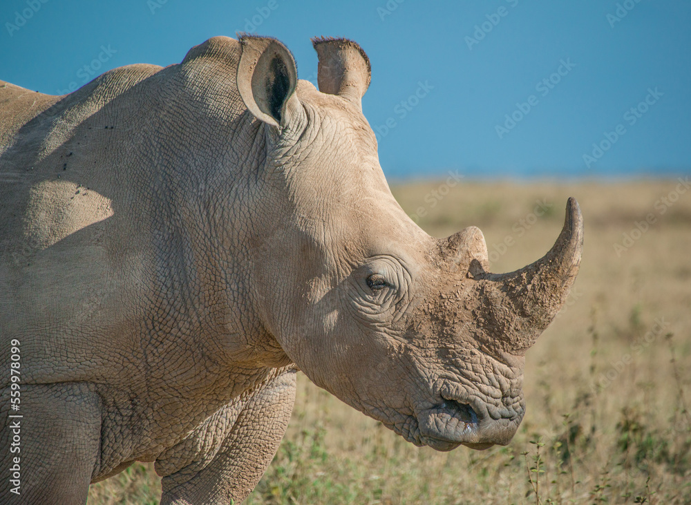 Obraz premium rhino in the wild